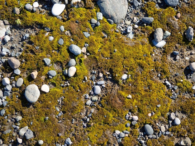 Moss on a pebble beach Moss carpet on stones Natural background Pattern of cobblestones and plants Gently green moss