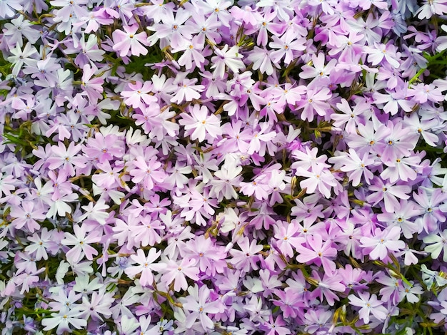 Moss phlox or mountain phlox flowers . Purple flowers for .