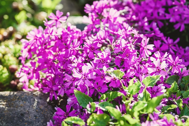 고산 바위 정원에서 이끼 플록스 Purple Beauty Phlox subulata