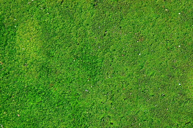 Moss plant background on floor in garden