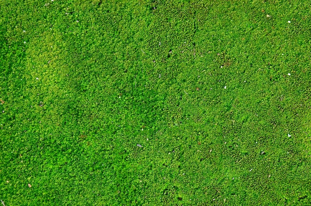 庭の床にコケ植物の背景