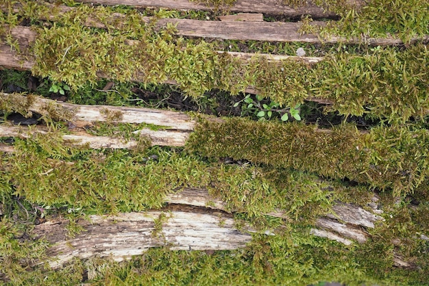 木に生えているコケ（コケ植物）植物