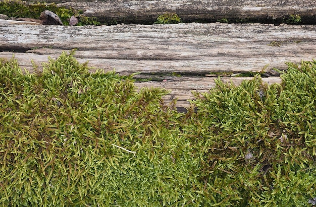 Moss (Plantae Bryophyta) plant growing on tree