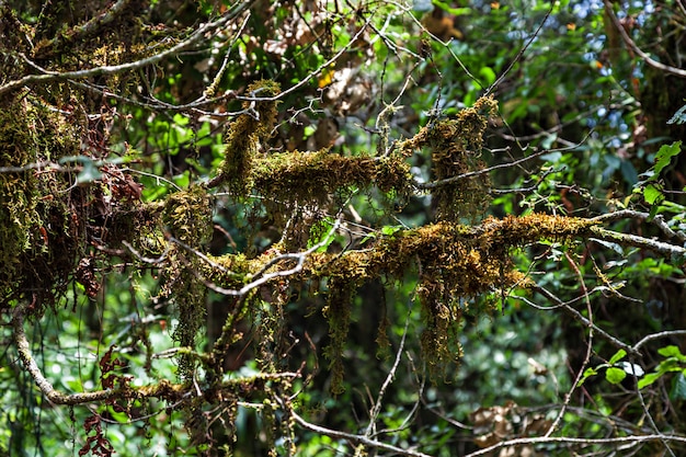 Moss on Rhododendron 