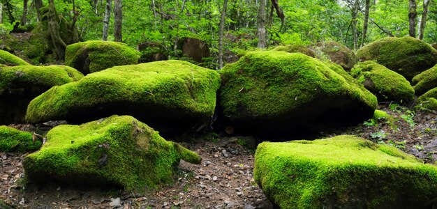 Moss on the rock in the forest moss garden asian forest natural green moss