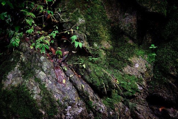 Moss on the rock in the forrest