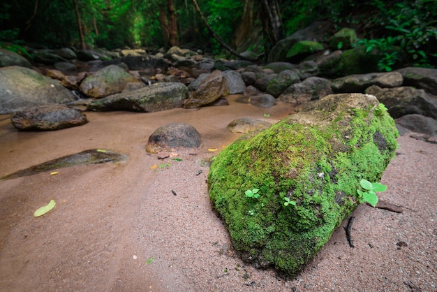 Muschio sulla roccia nella foresta