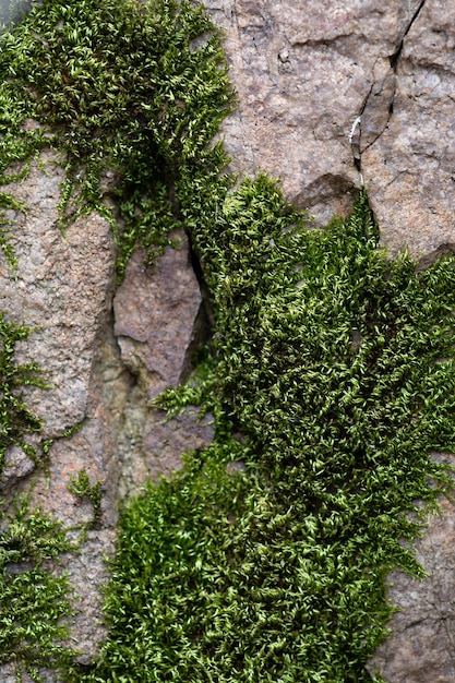 Photo moss on the rock