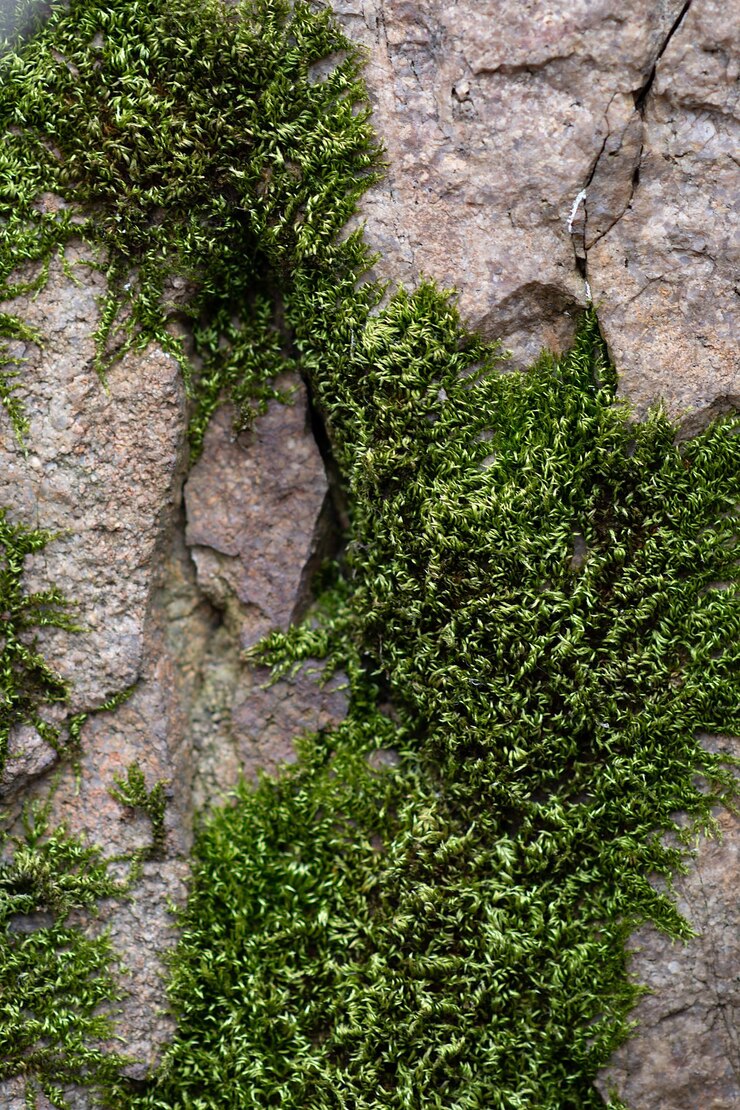 Moss on the rock
