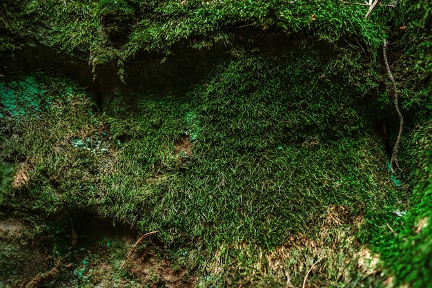 Moss on the rocks in the wild forest