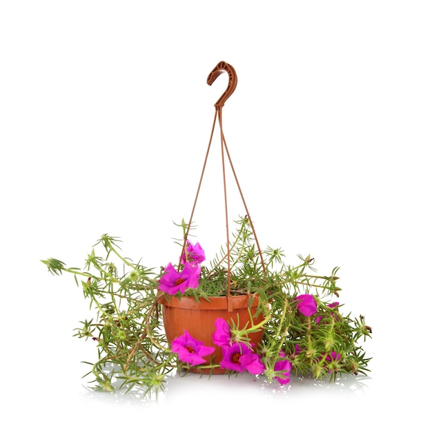 Photo moss rose portulaca grandiflora in pots to hang on white background