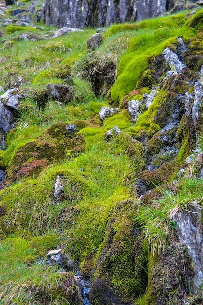 Moss on the Snowdon hillsides