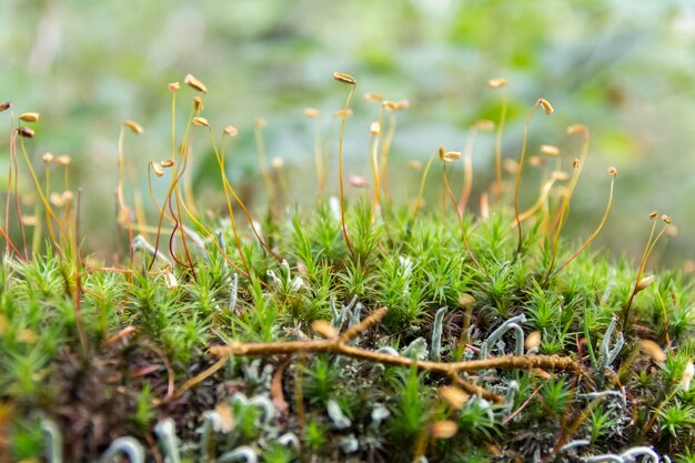 Photo moss spores closeup