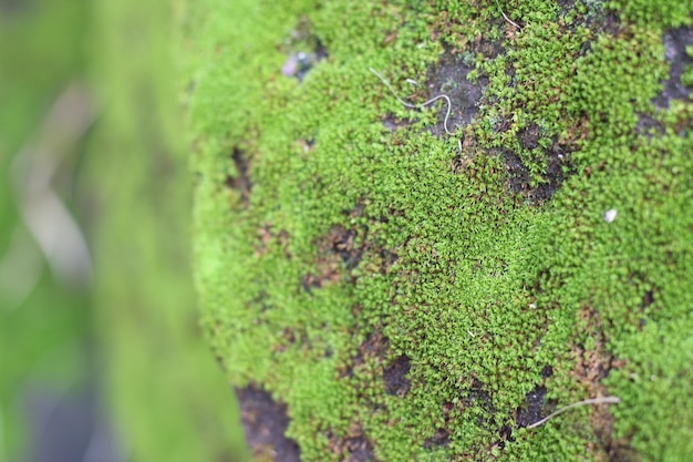 Moss on the stone background