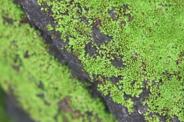 Moss on the stone background