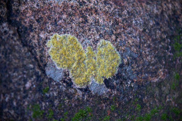 Photo moss on a stone closeup photo of a yellow heart with shallow depth of field