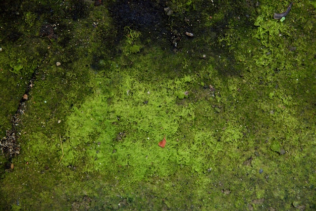 Moss on stone in nature