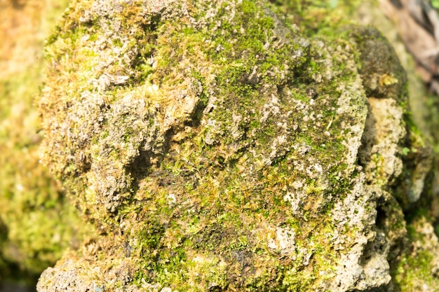 Moss on stone texture background