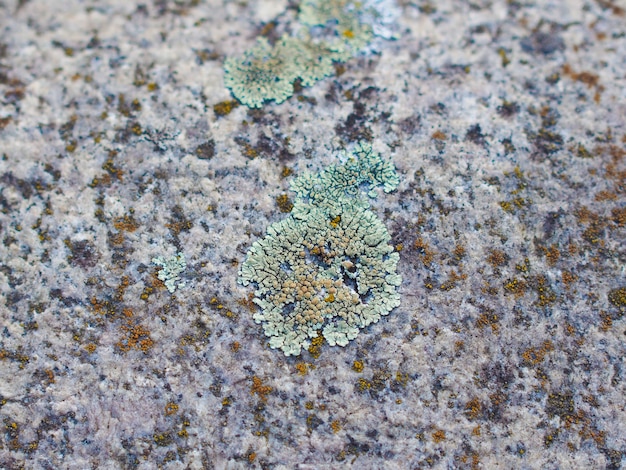 Moss on stone