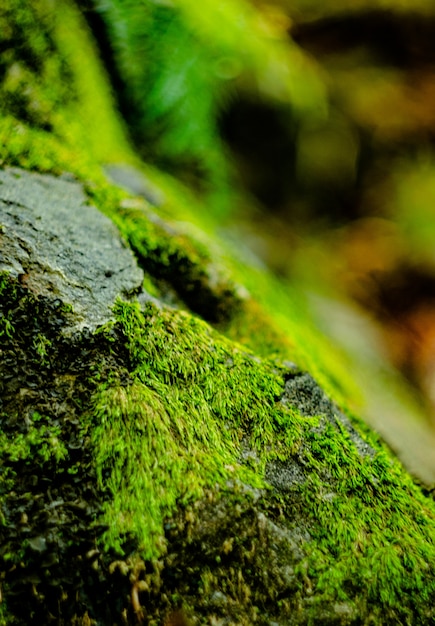 Moss on stone