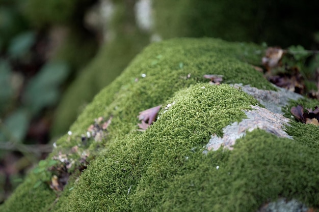 Moss on stones in the forest closeup