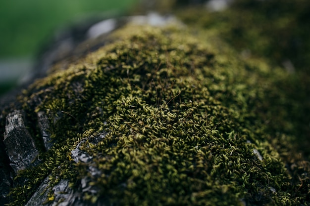 moss on stump in the forest old timber with moss in the forest