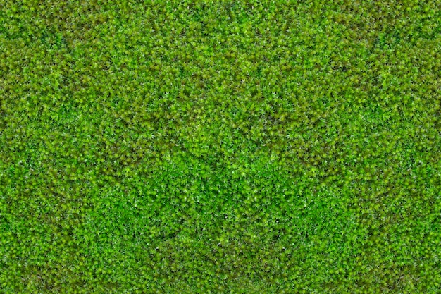 Moss texture background