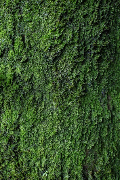 зеленый мох фон