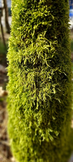 A moss that is growing on a tree Green moss on a stump Stump in the forest Pine forest