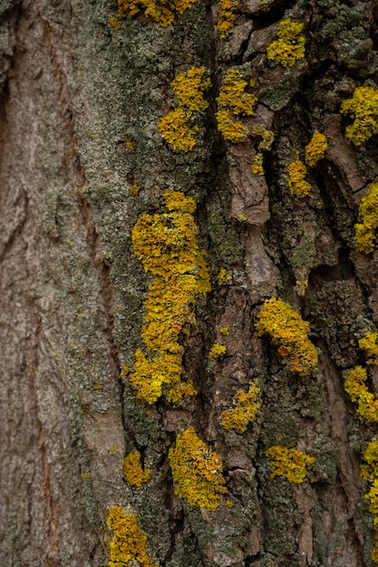 Moss on the tree Lichen on tree bark