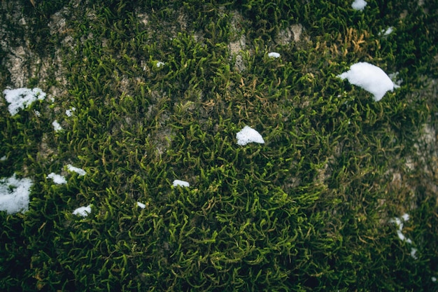 Moss on a tree trunk as background