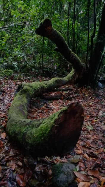 Foto muschio sul tronco di un albero nella foresta