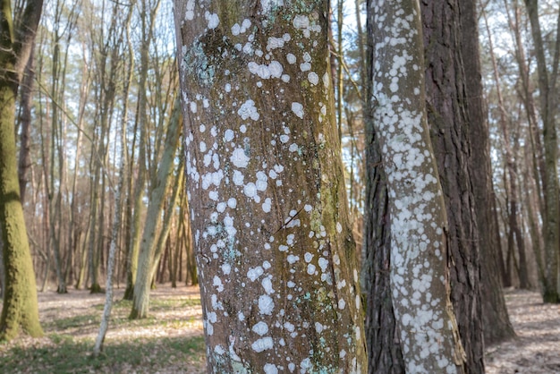 木の幹のコケ。真菌病。写真をクローズアップ。