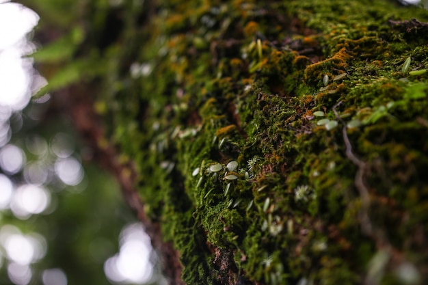 Photo moss on tree trunk