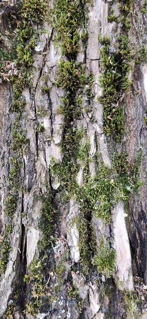 moss on the tree