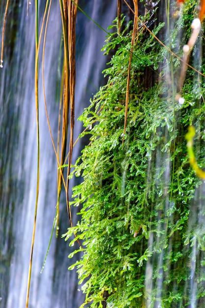Moss and vegetation between the waters and stones of a clear waterfall in Carrancas Minas Gerais