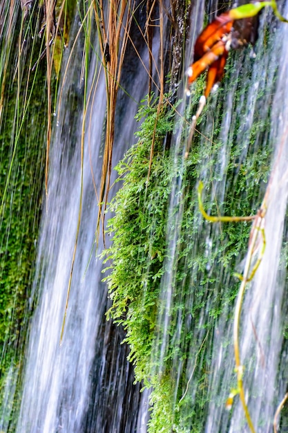 Moss and vegetation between the waters and stones of a clear waterfall in Carrancas Minas Gerais