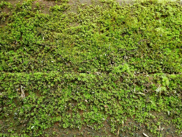 苔の壁の自然の背景