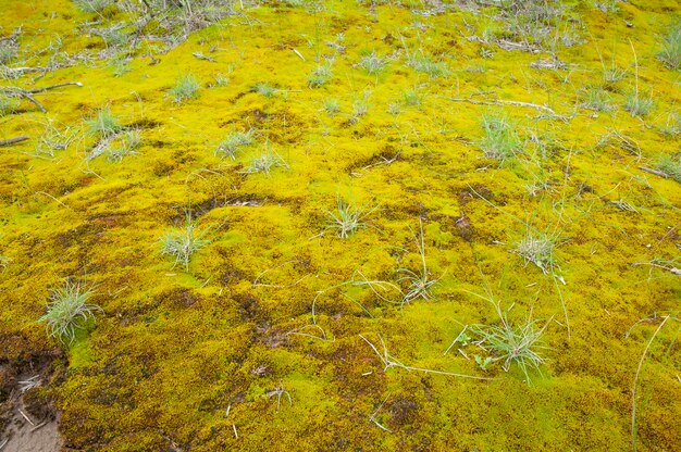 半砂漠環境の湿った地面のコケ パタゴニア アルゼンチン バルデス半島