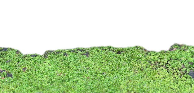 Moss on a white background