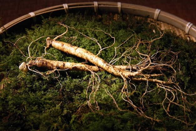 かごの中の苔と高麗人参