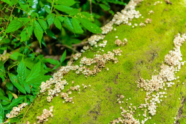 Мох и грибы на бревнах в природной тропе Кью Мэй Пан Треккинг, ведущий через джунгли