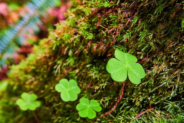 Moss with macro of three leaf clover