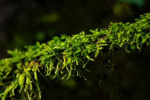 写真 夕方の光に照らされた水滴の茂み