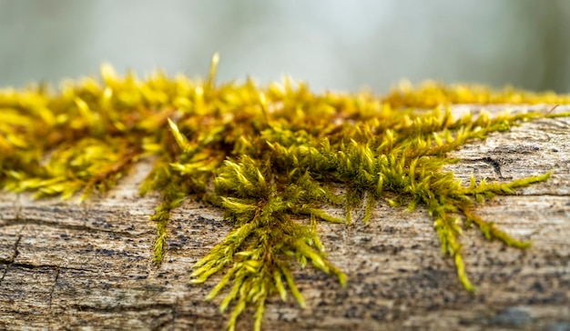 moss on wood closeup