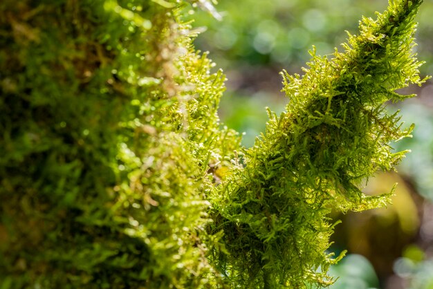 moss on wood closeup