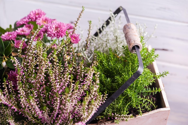 Moss in wooden basket with green plants