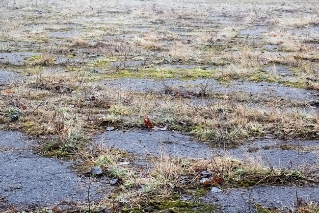 Moss and yellow grass on old cracked asphalt