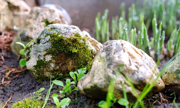 写真 苔むした石