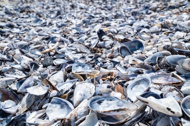 Mossel shell achtergrond. Lege mosselshell op het strand